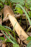 Verpa bohemica image