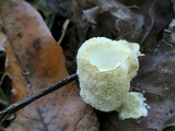 Oxyporus corticola image