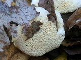 Oxyporus corticola image