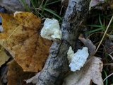 Oxyporus corticola image