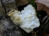 Oxyporus corticola image