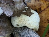 Oxyporus corticola image