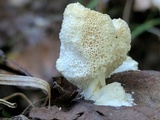 Oxyporus corticola image