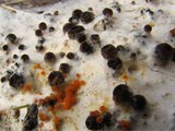 Pseudombrophila aggregata image