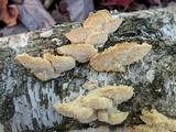 Spongipellis unicolor image