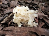 Sebacina sparassoidea image