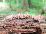Arcyria denudata image