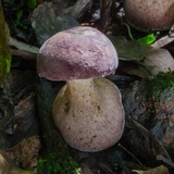 Tylopilus rubrobrunneus image
