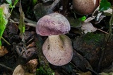 Tylopilus rubrobrunneus image