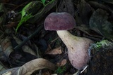 Tylopilus rubrobrunneus image