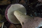 Tylopilus rubrobrunneus image