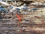 Metatrichia vesparium image