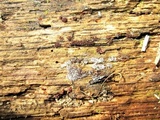 Metatrichia vesparium image
