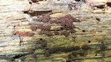 Metatrichia vesparium image