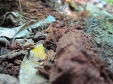 Mycena subcaerulea image