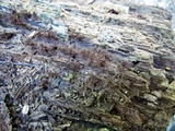 Stemonitis fusca image