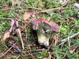Hypomyces luteovirens image