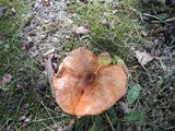 Tricholoma aurantium image
