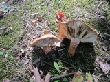 Tricholoma aurantium image