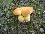 Suillus subaureus image