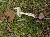 Amanita sect. Vaginatae image