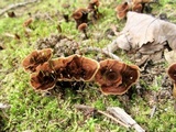 Coltricia cinnamomea image