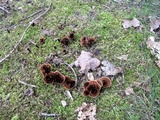 Coltricia cinnamomea image