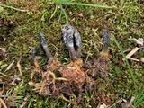 Tolypocladium ophioglossoides image