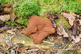 Discina ancilis image