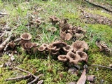 Craterellus fallax image