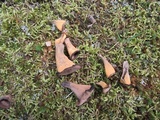 Craterellus fallax image