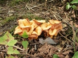 Cantharellus ignicolor image
