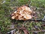 Cantharellus ignicolor image
