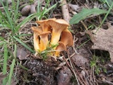 Cantharellus ignicolor image
