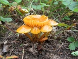 Hygrocybe psittacina var. perplexa image