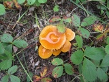 Hygrocybe psittacina var. perplexa image