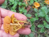 Hygrocybe psittacina var. perplexa image