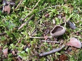 Helvella macropus image