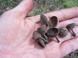 Helvella macropus image