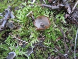 Humaria hemisphaerica image