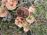 Hydnellum concrescens image