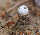 Image of Tulostoma beccarianum