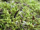 Ophiocordyceps ravenelii image