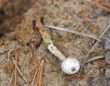 Tulostoma beccarianum image