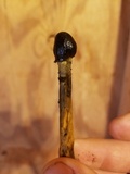 Tolypocladium longisegmentatum image