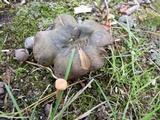 Lactarius atroviridis image