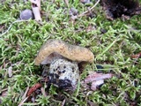 Lactarius atroviridis image