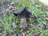 Lactarius atroviridis image