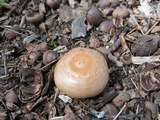 Lactarius chrysorrheus image