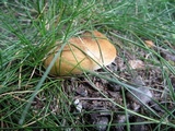 Paxillus involutus image